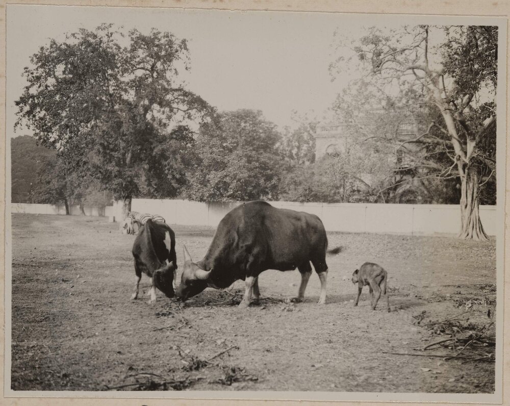 Calcutta zoo