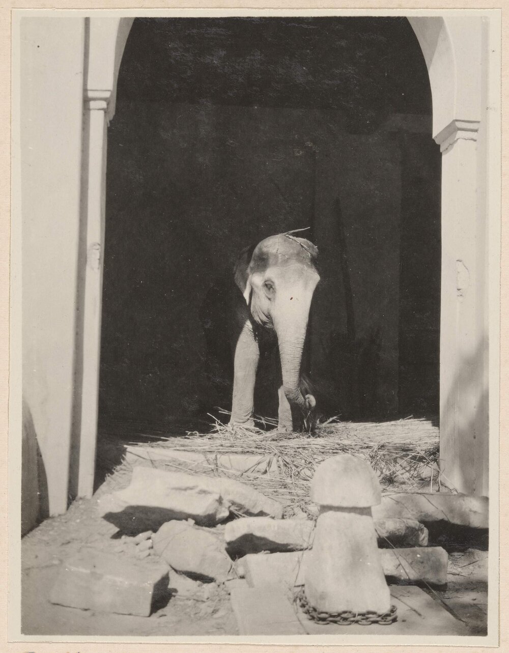 In the elephant stables - Baroda