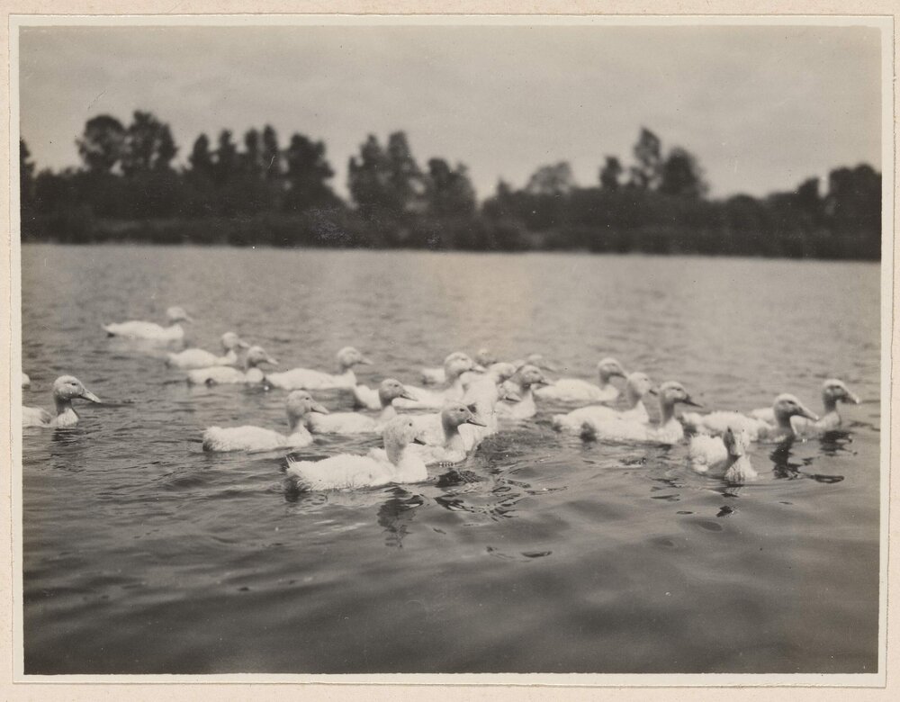 [Ducks swimming on river]
