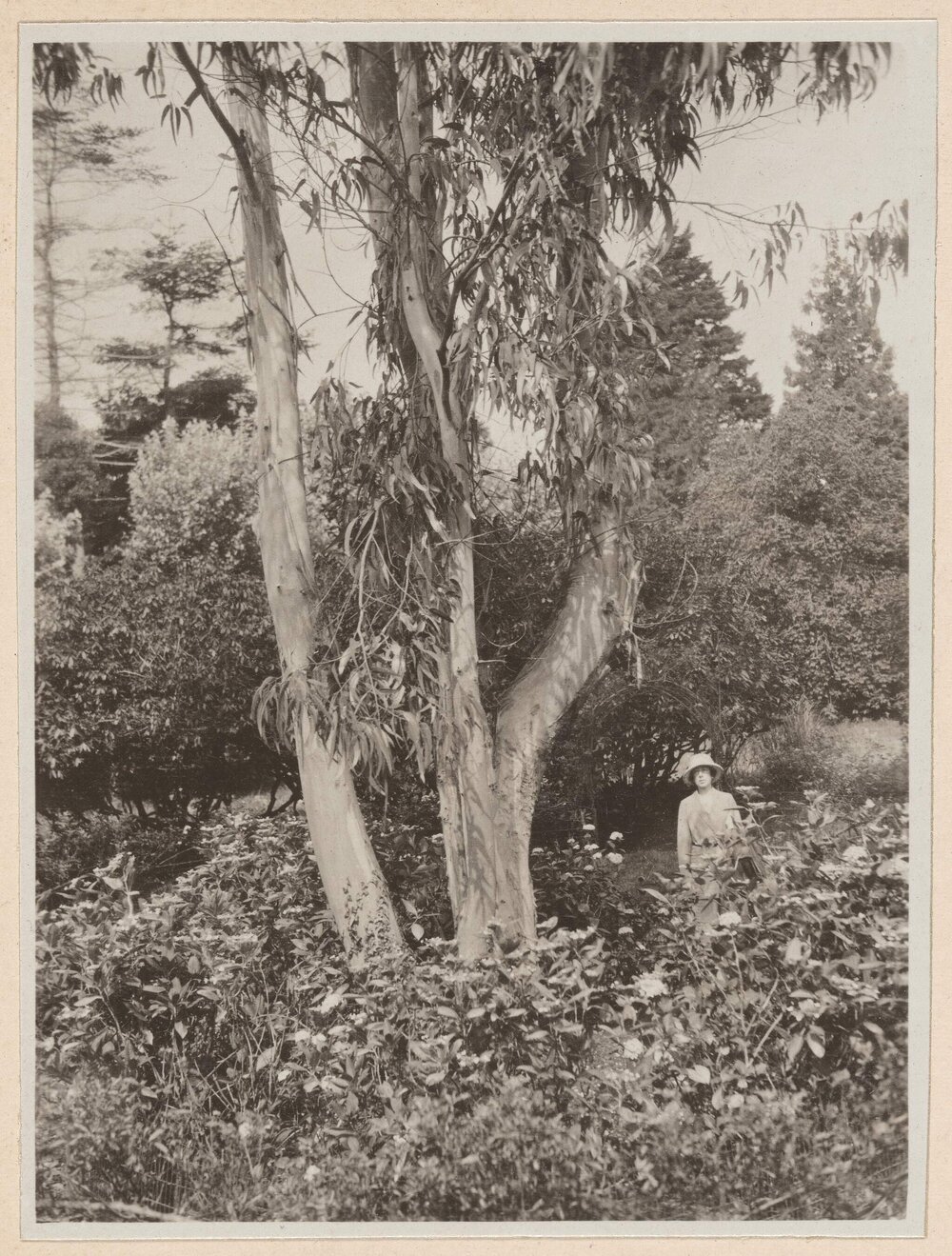 Euc. Globulus at Knowle Hotel, Sidmouth Devon
