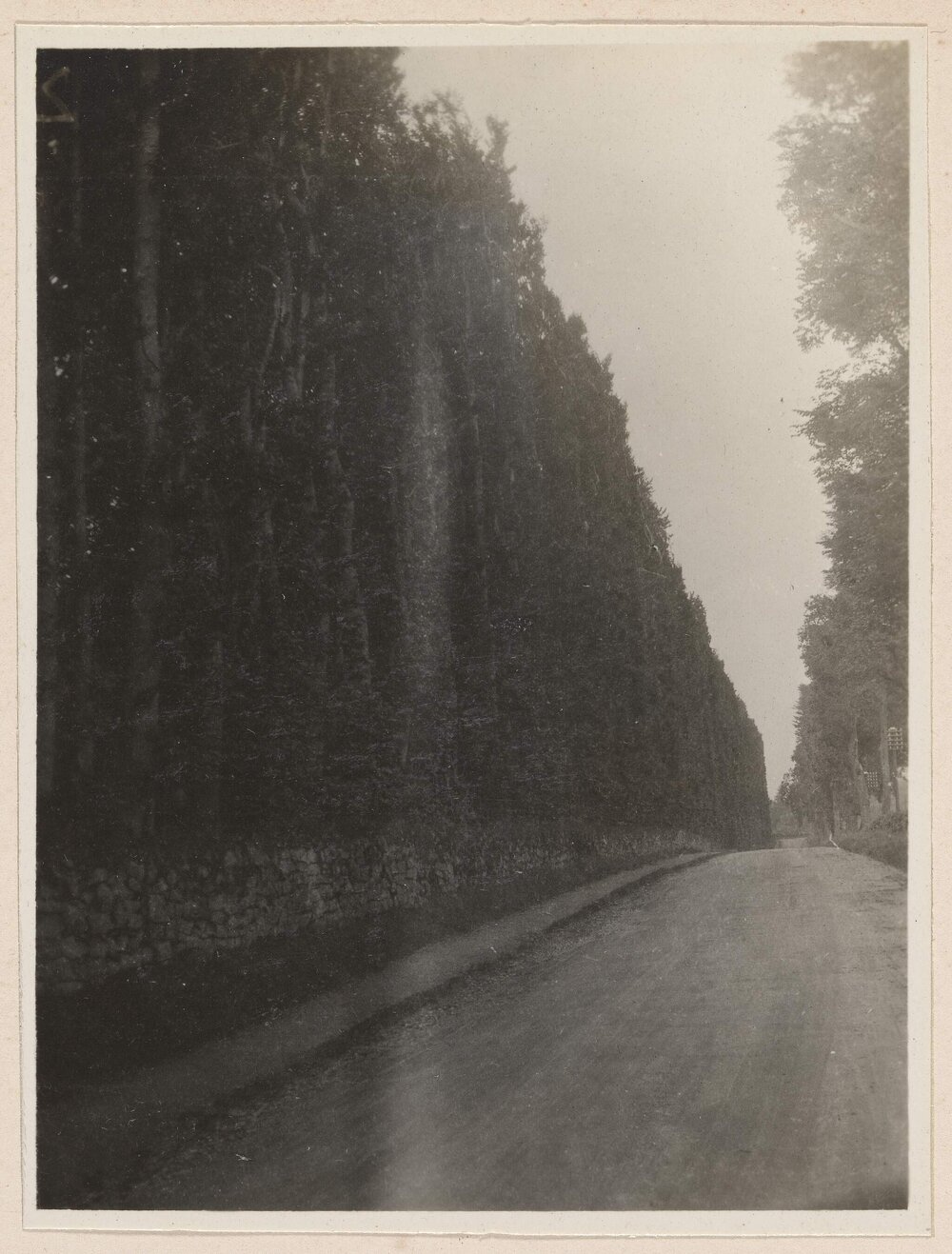 Beech Hedge at Meikleour
