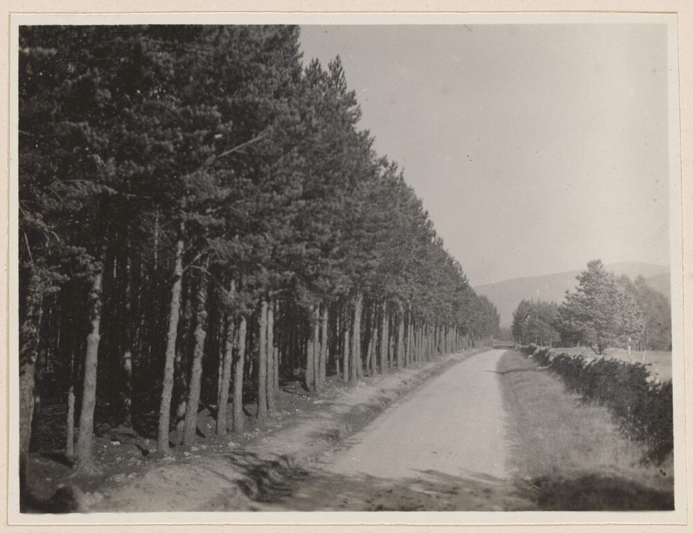 A scotch pine forest near Braemar