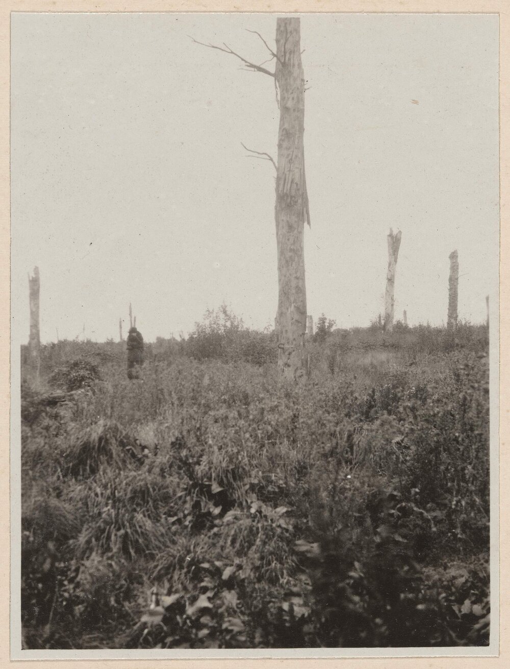 Delville Wood