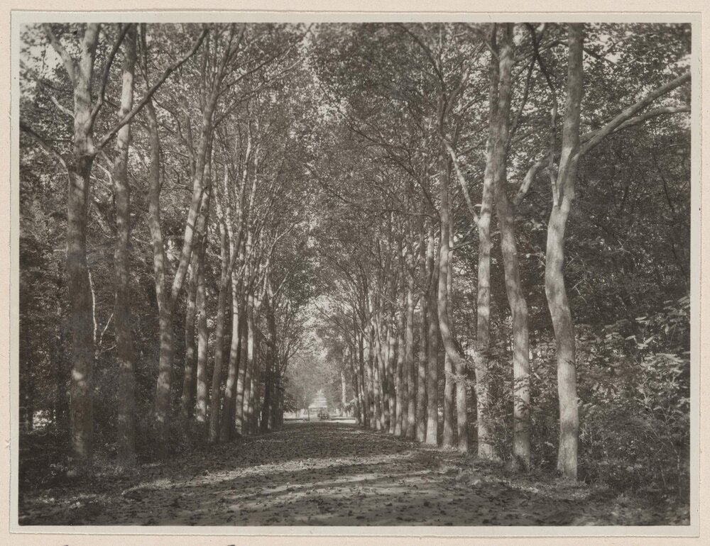 Avenue of Planes, Chenonceaux