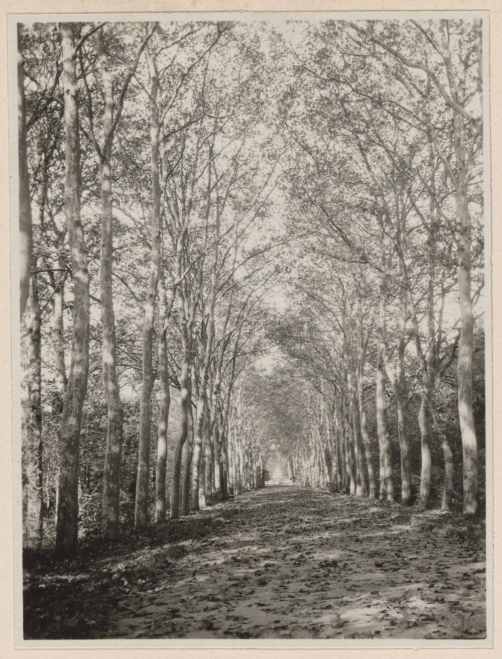 [Avenue of Planes, Chenonceaux]