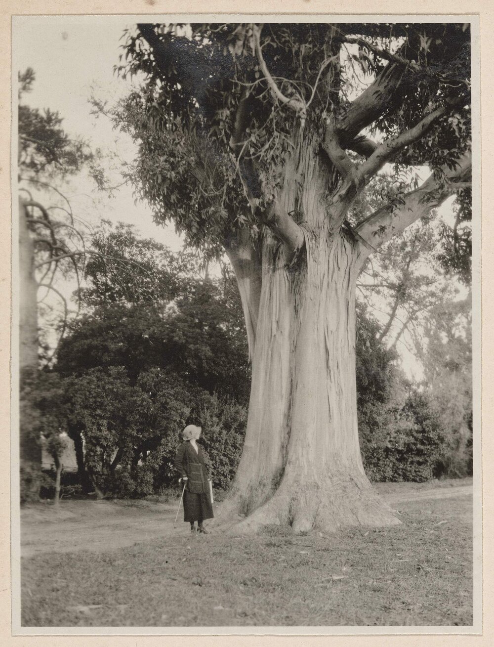 A Blue Gum at Hyeres