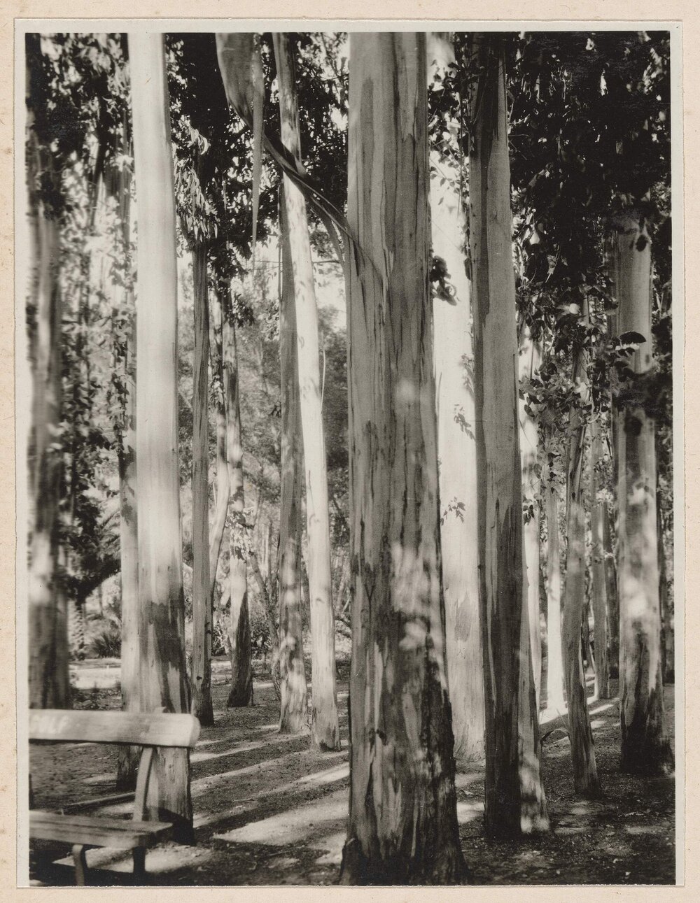 Meriglo and his gums, Golf Hotel - Hyeres