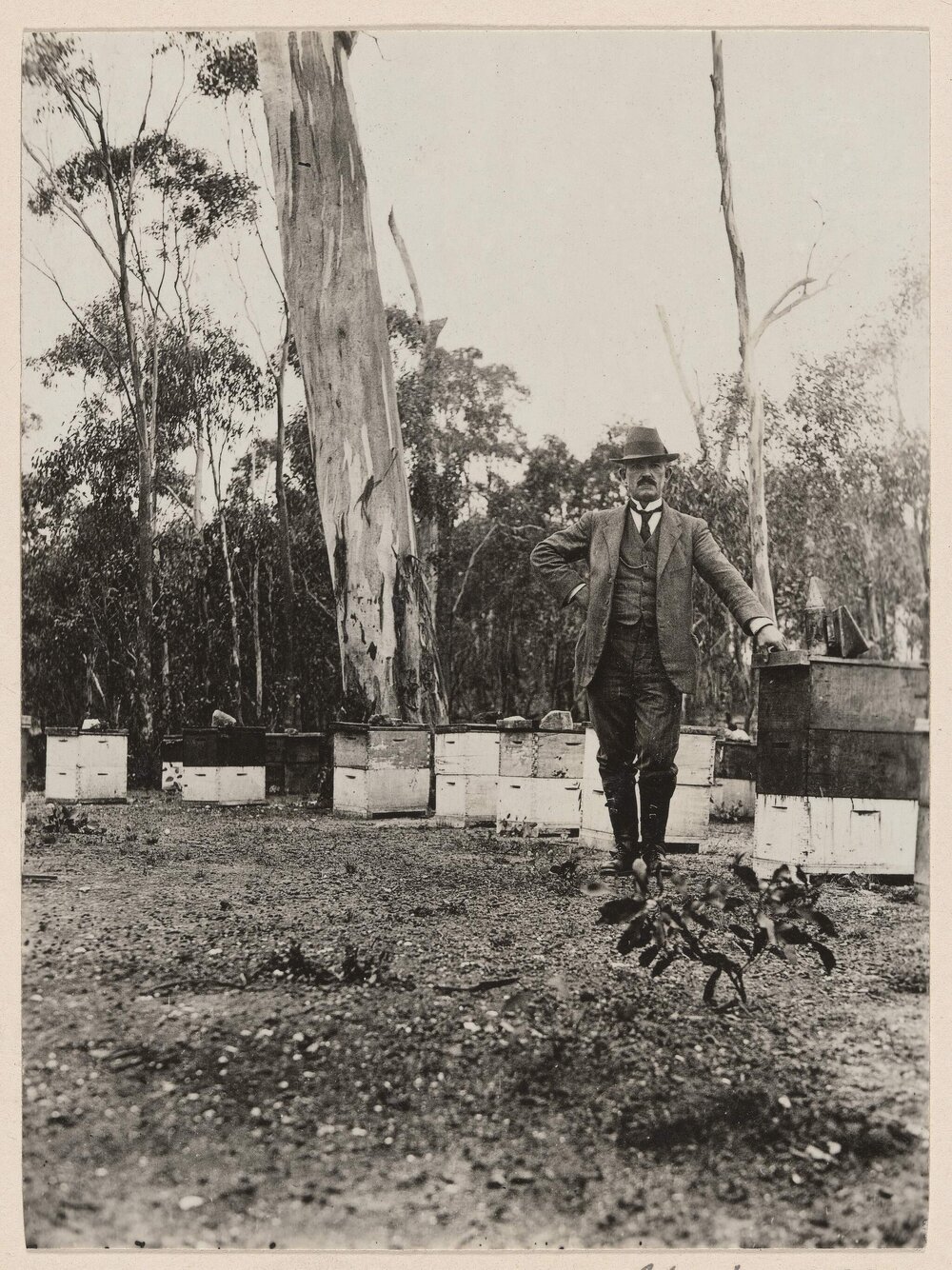 V.R. Davey and hives, Toolern Vale