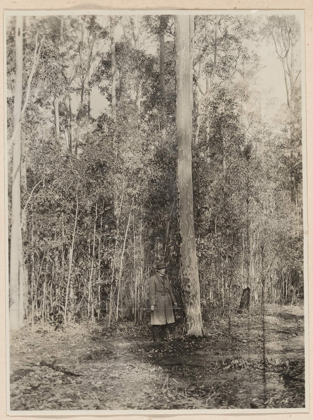 E. Maculata near Appen, Bulli Pass N.S.W.