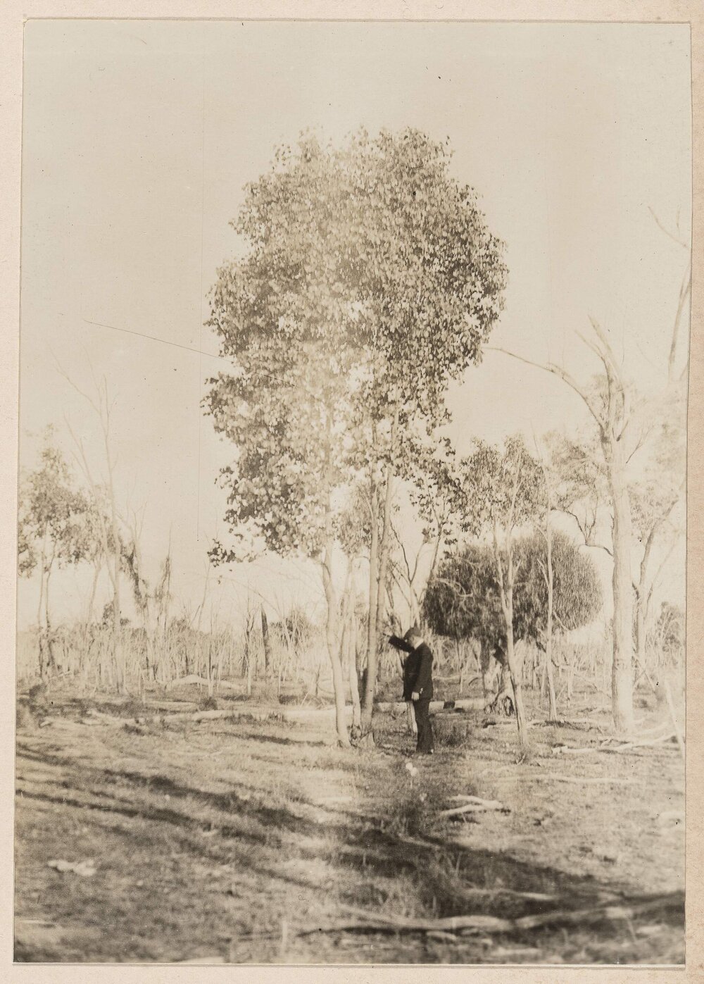 A young Bimble-box [tree]