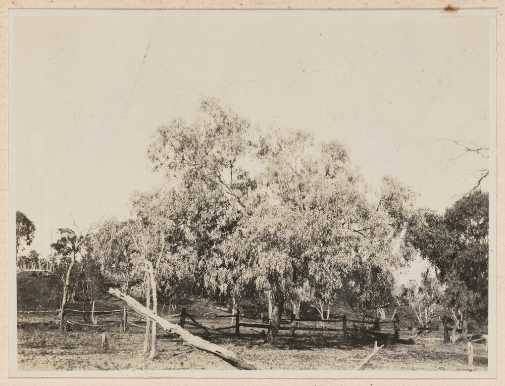 A Coolybah, E. Microtheca