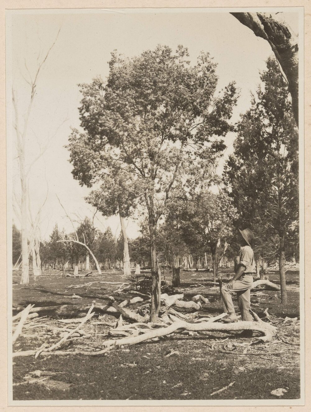 [Man observing a tree]