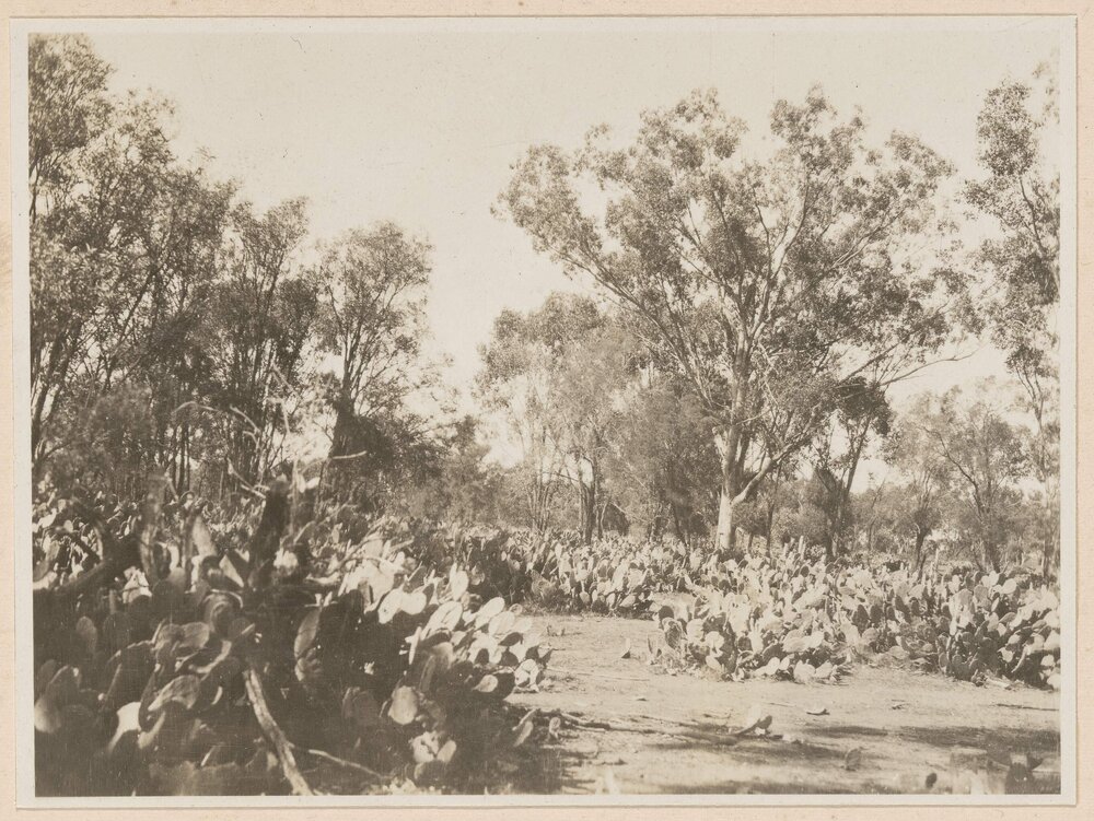 [Prickly] Pear in open country