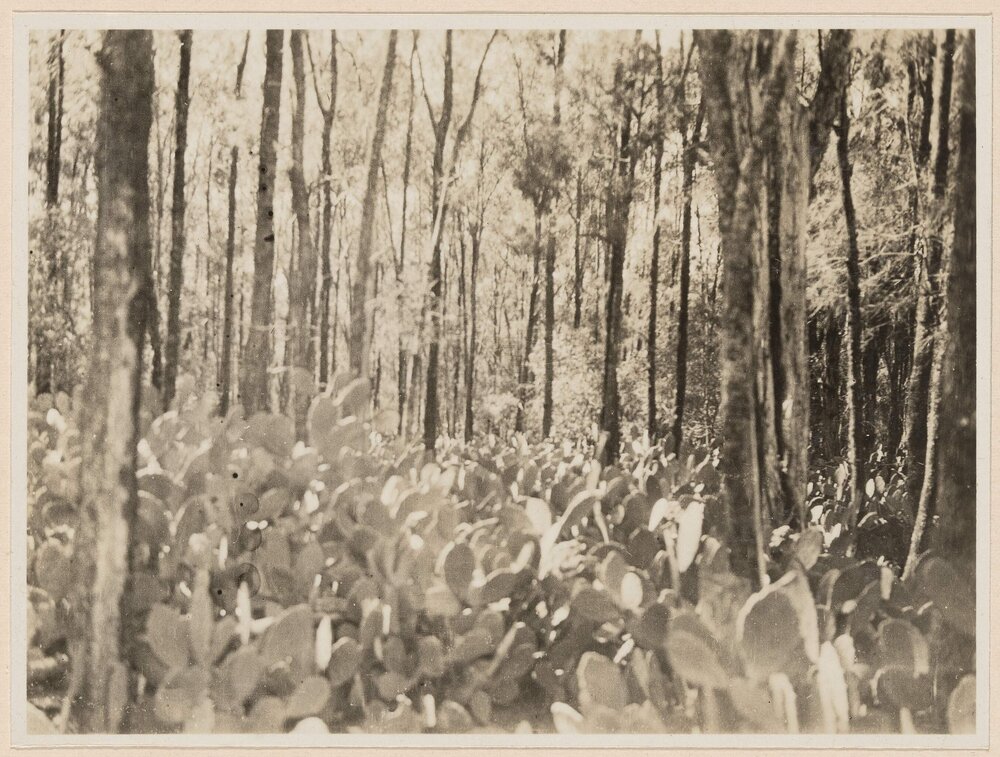 [Prickly] Pear growing in Belah