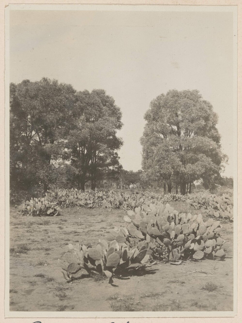 [Prickly] Pear and Brigalow