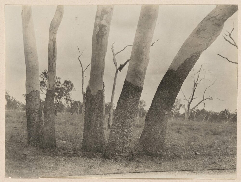 Carbeens - E. Tesselaris