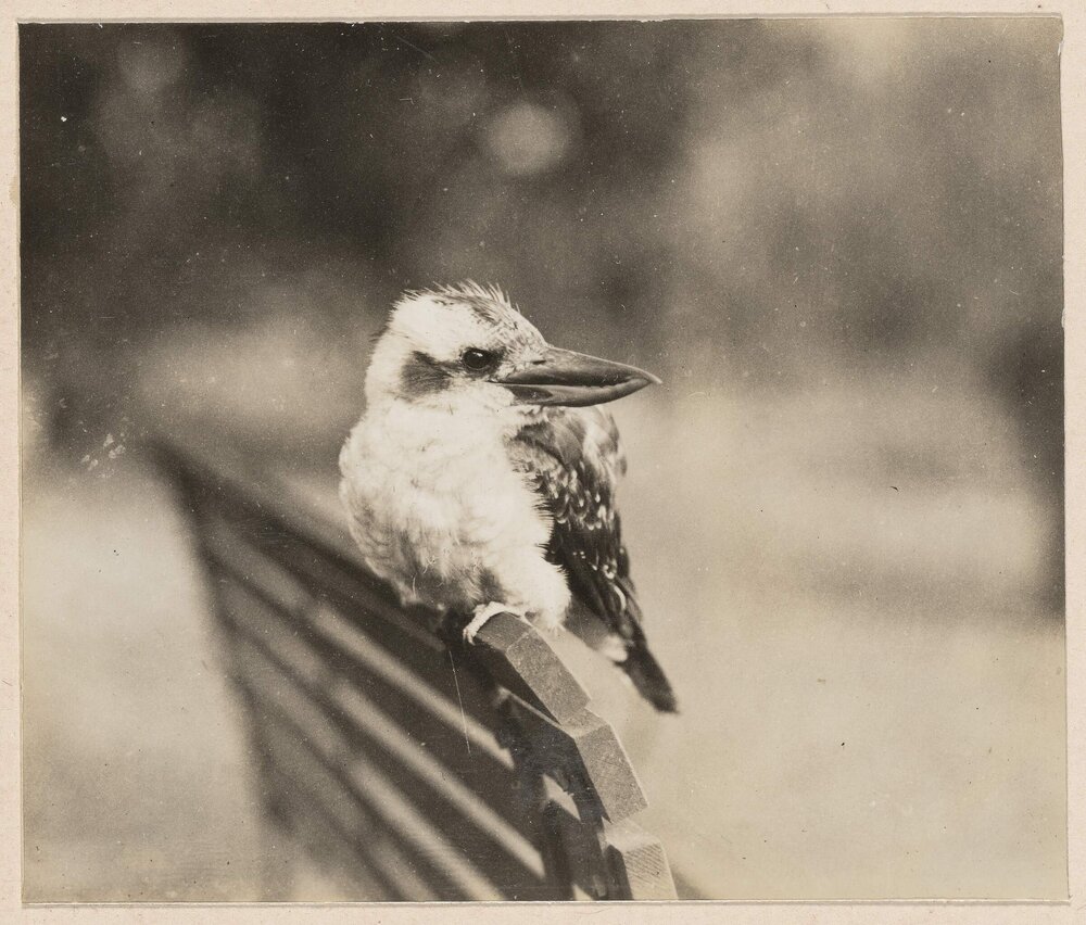 [Kookaburra at Miegunyah]