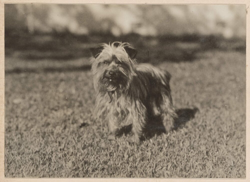 Winkie [terrier dog] at Miegunyah