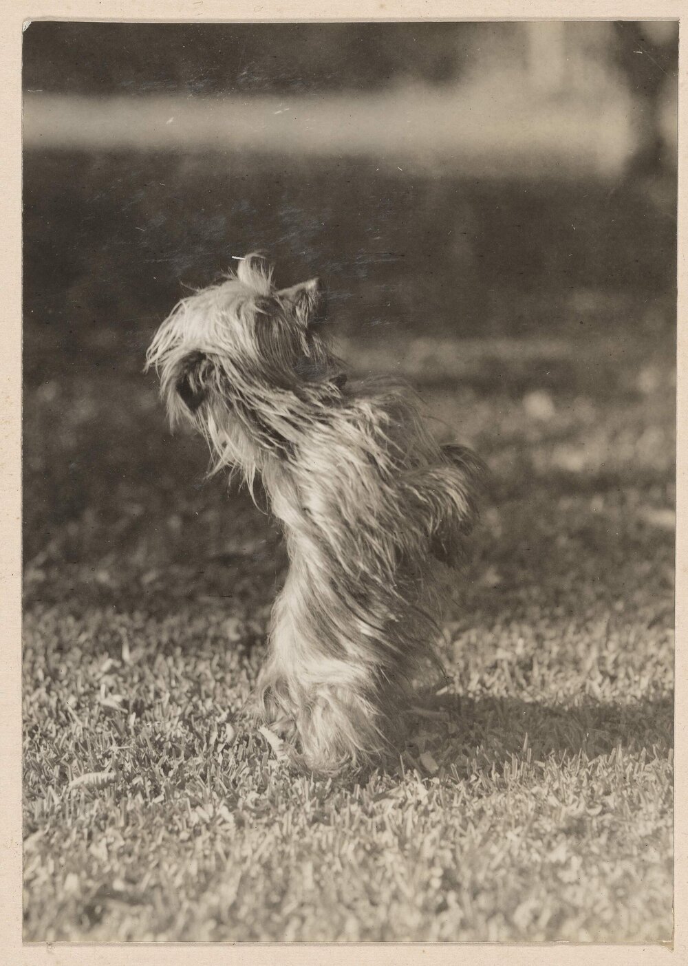 Winkie [terrier dog] at Miegunyah