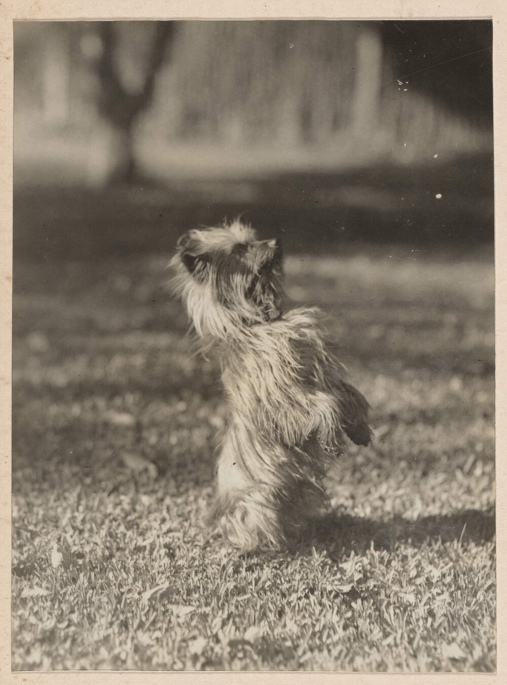 Winkie [terrier dog] at Miegunyah