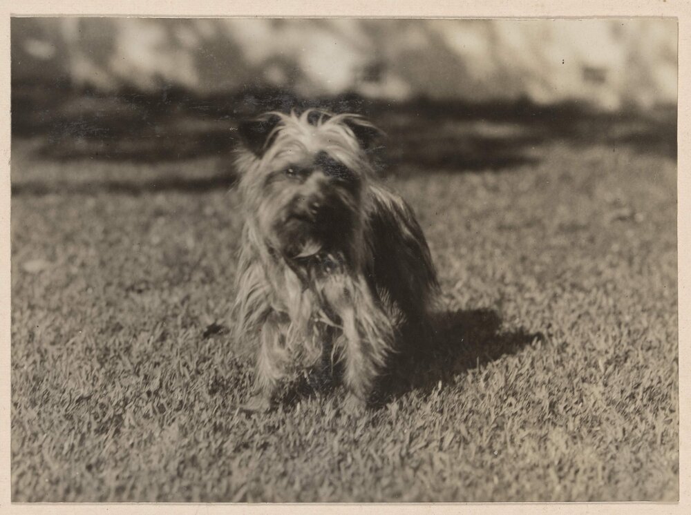 Winkie [terrier dog] at Miegunyah