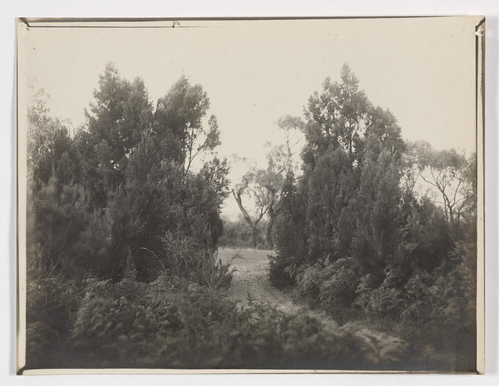 [View of large trees on either side of waterway]