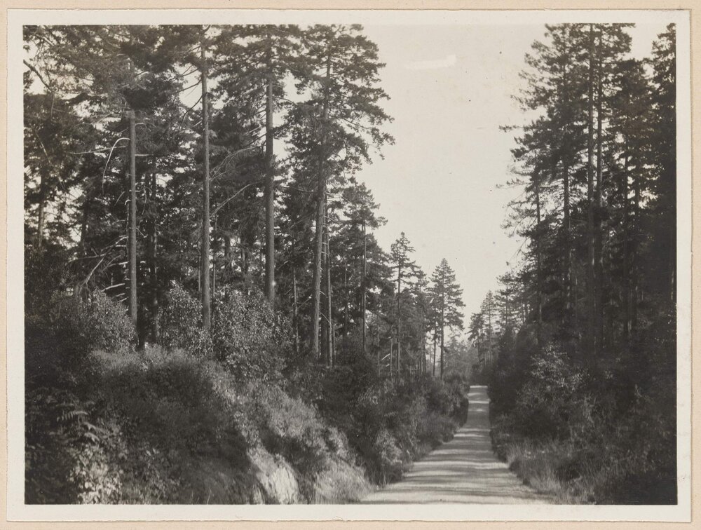 Douglas Firs on Malahat Drive, Victoria, British Columbia