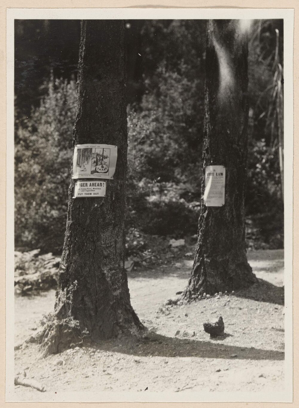 Fire notices on Douglas Firs, Victoria, British Columbia