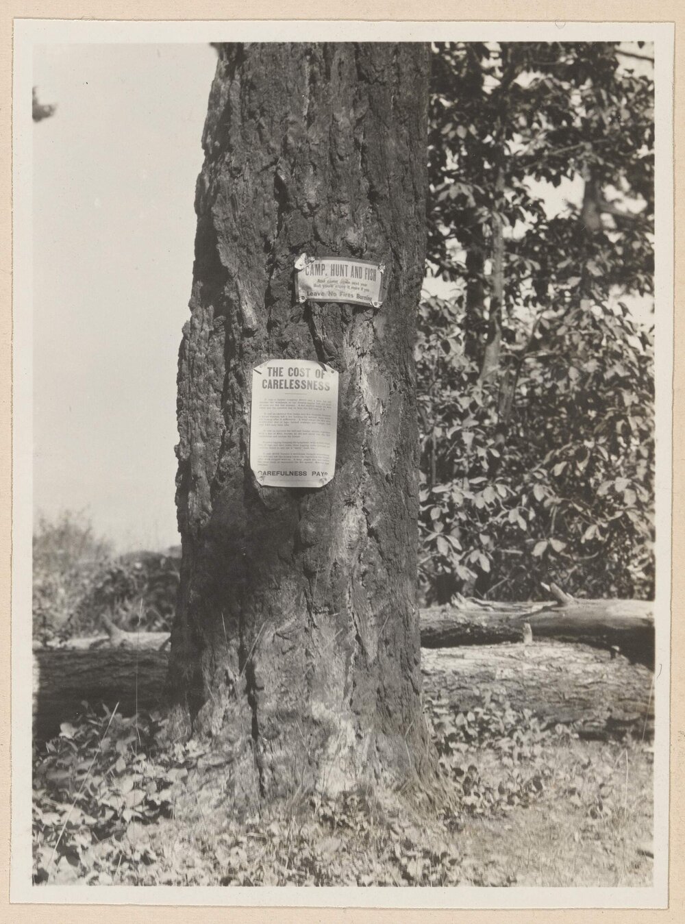 Fire notices on Douglas Firs, Victoria, British Columbia