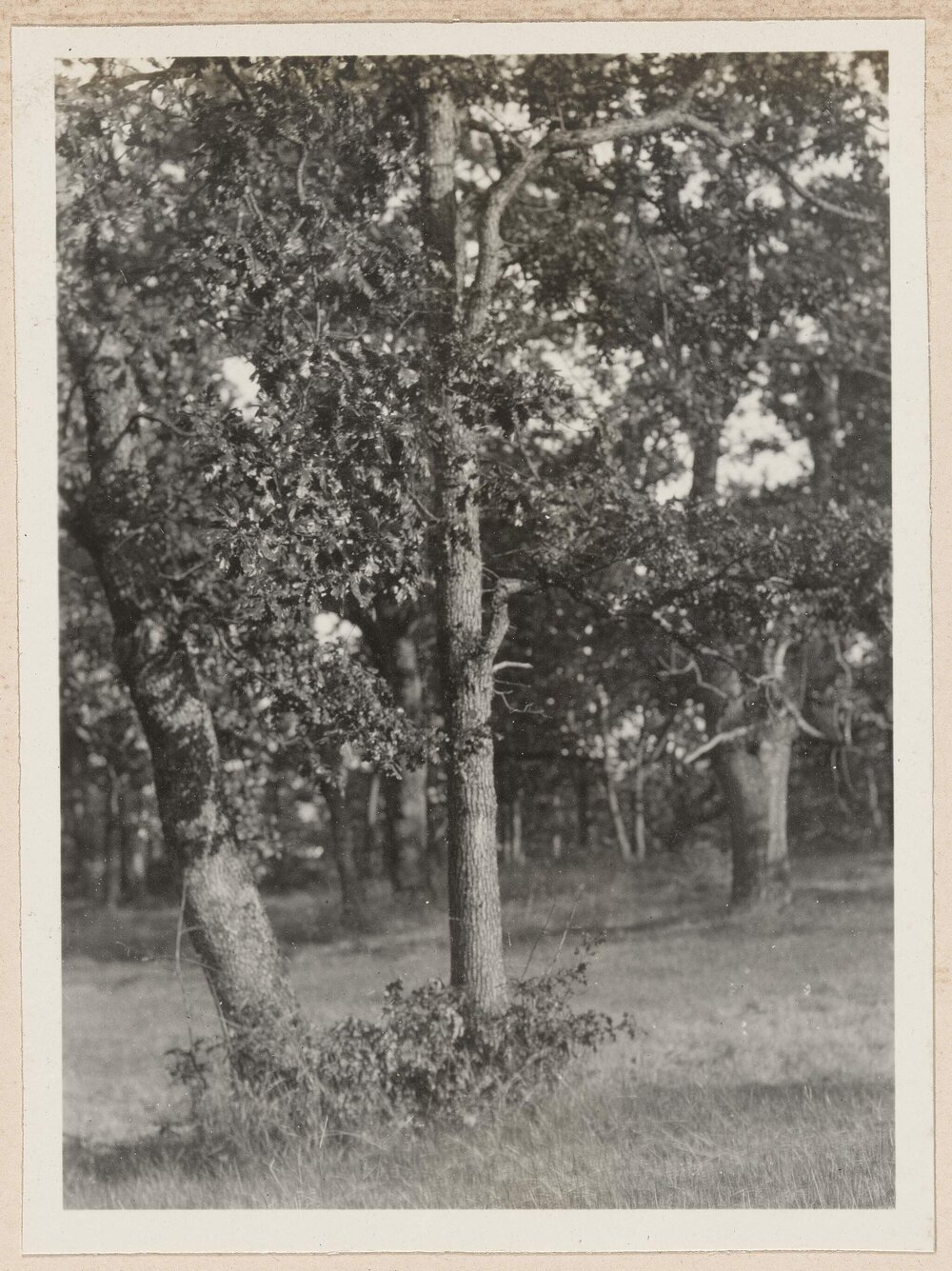 Garry Oaks, Victoria, British Columbia