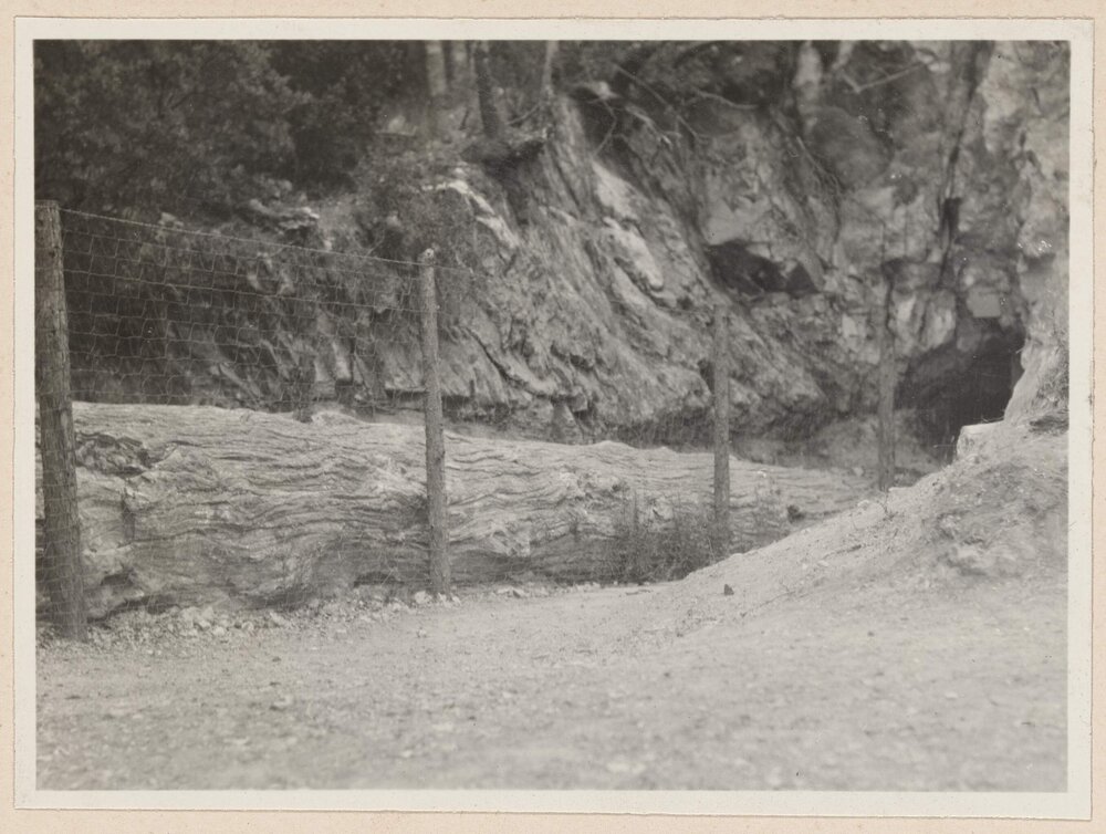 Petrified trees