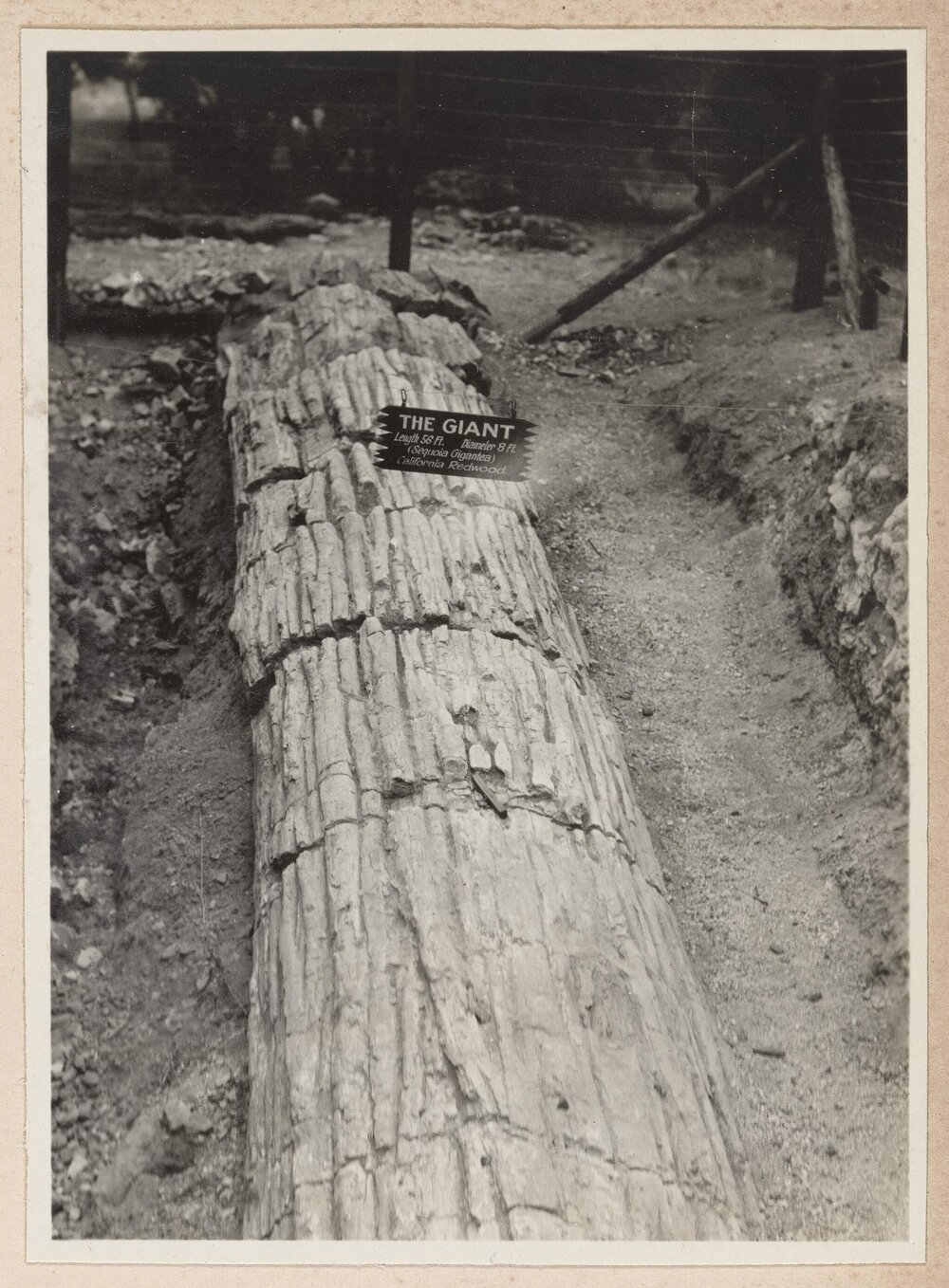 Petrified trees