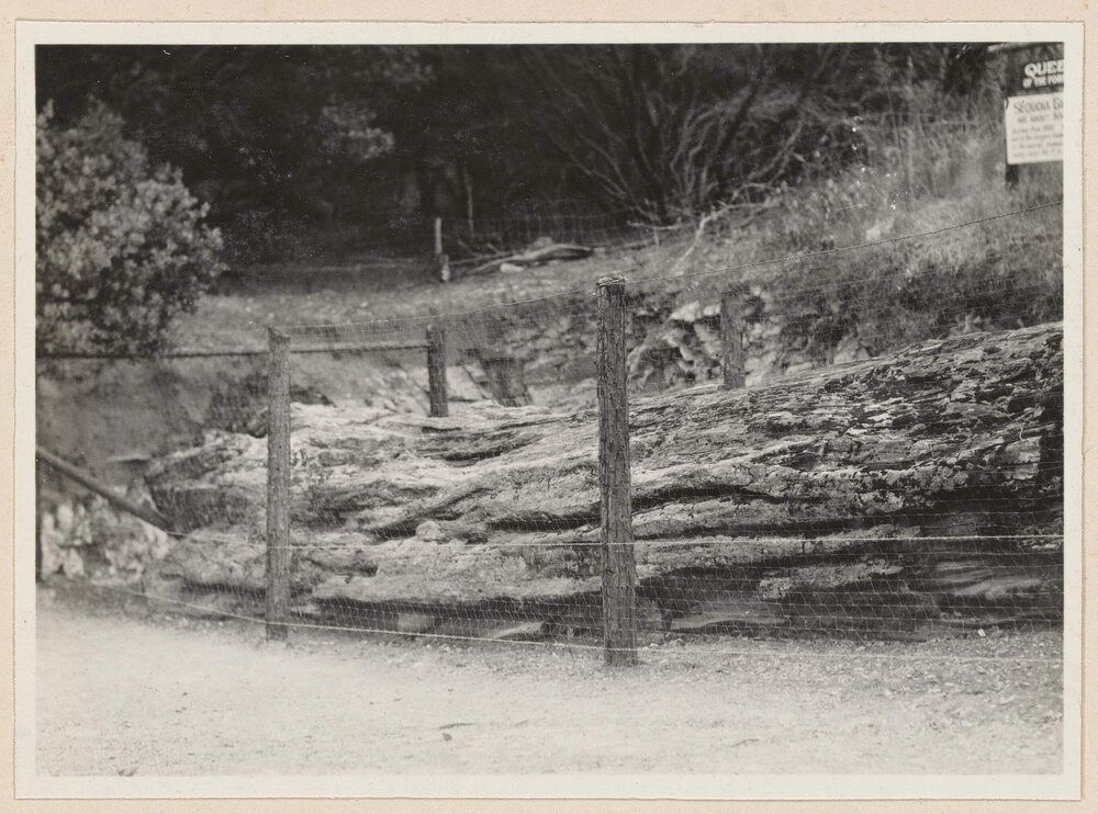 Petrified trees