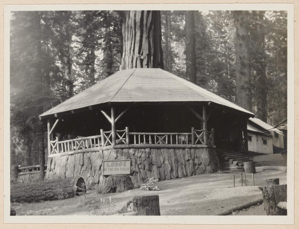 Mariposa Grove [Yosemite]