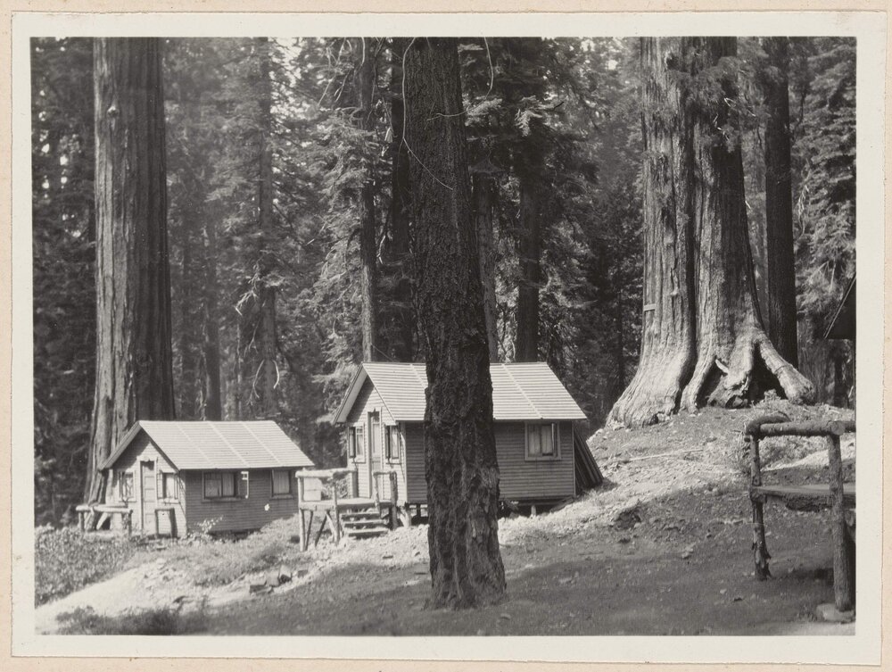 [Mariposa Grove, Yosemite]