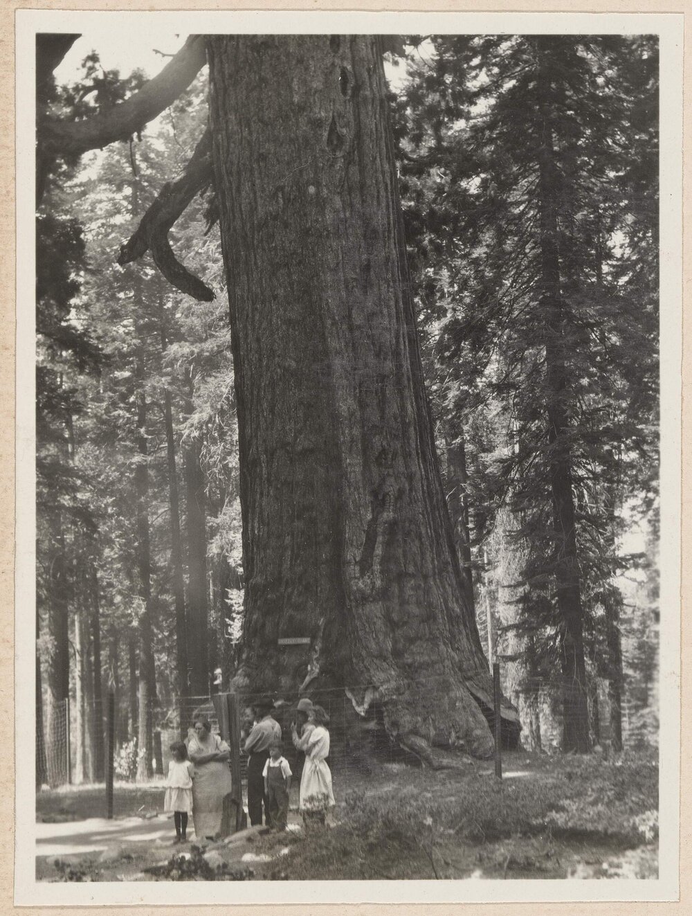The Grizzly Giant, Mariposa Grove [Yosemite]
