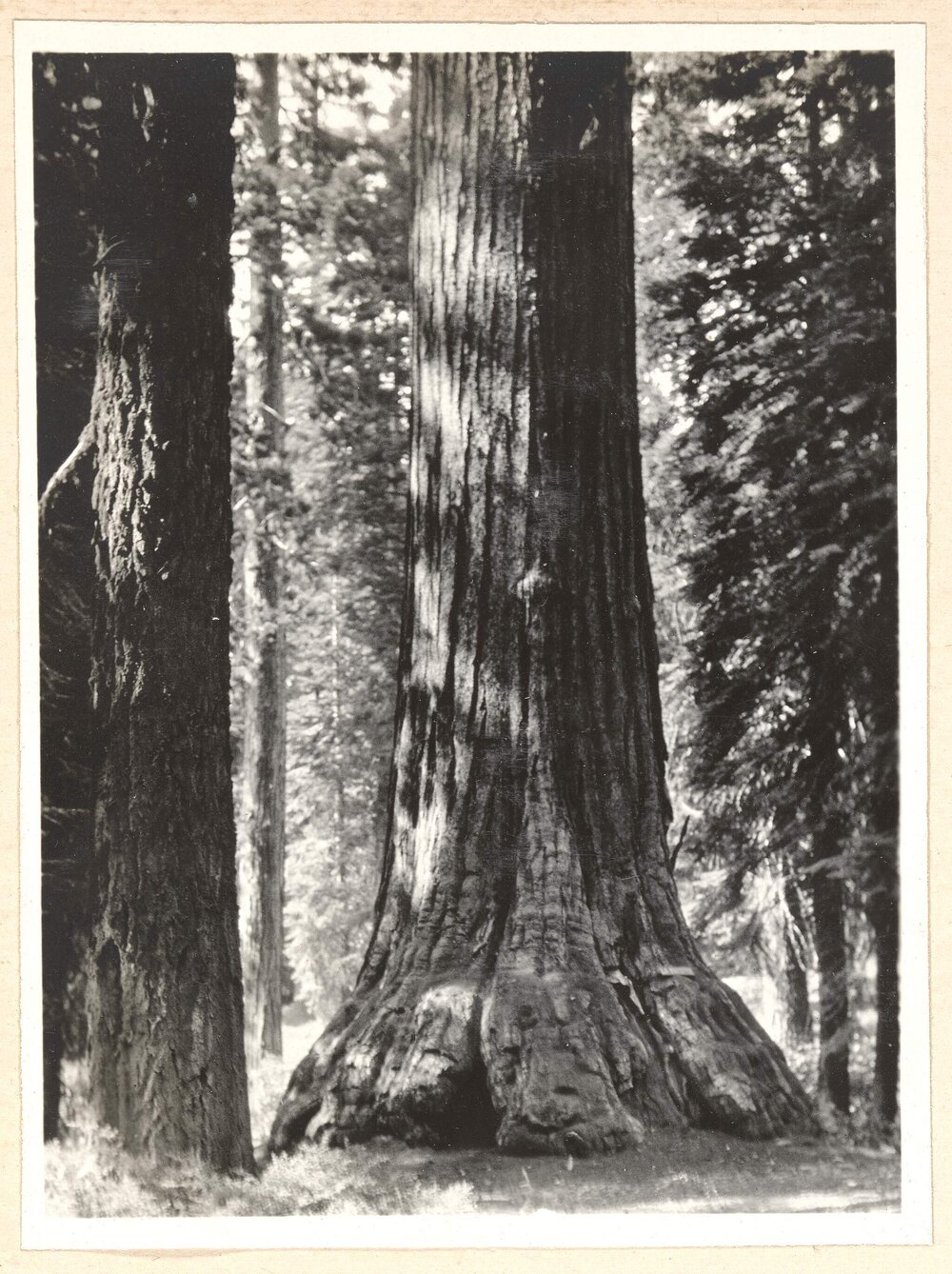 [Large tree trunk]