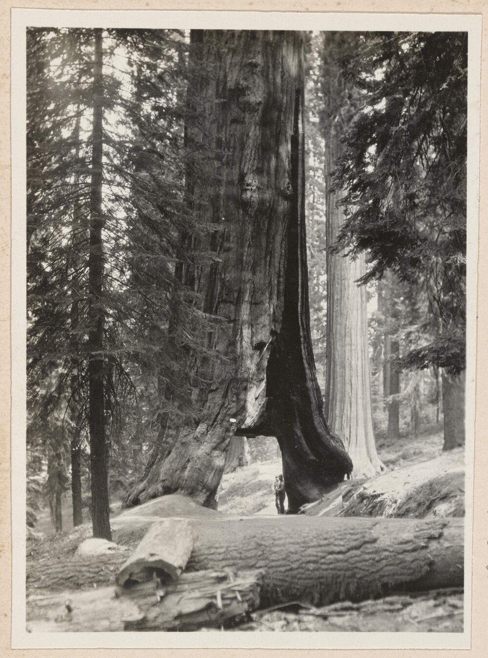 The Wawona Tree, Mariposa Grove [Yosemite]