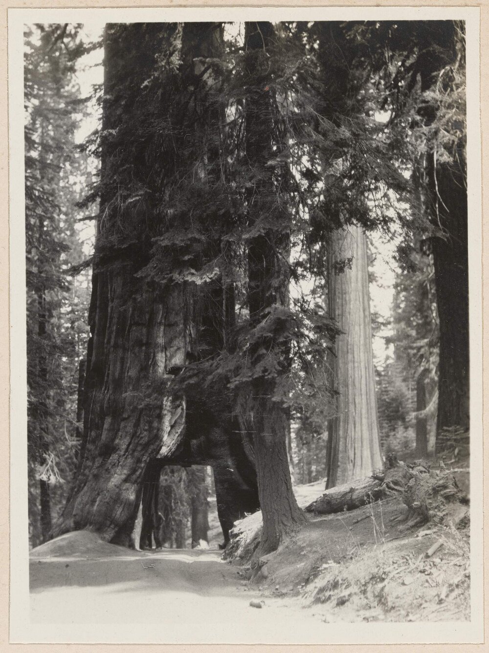 The Wawona Tree, Mariposa Grove [Yosemite]