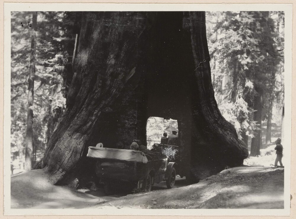 The Wawona Tree, Mariposa Grove [Yosemite]
