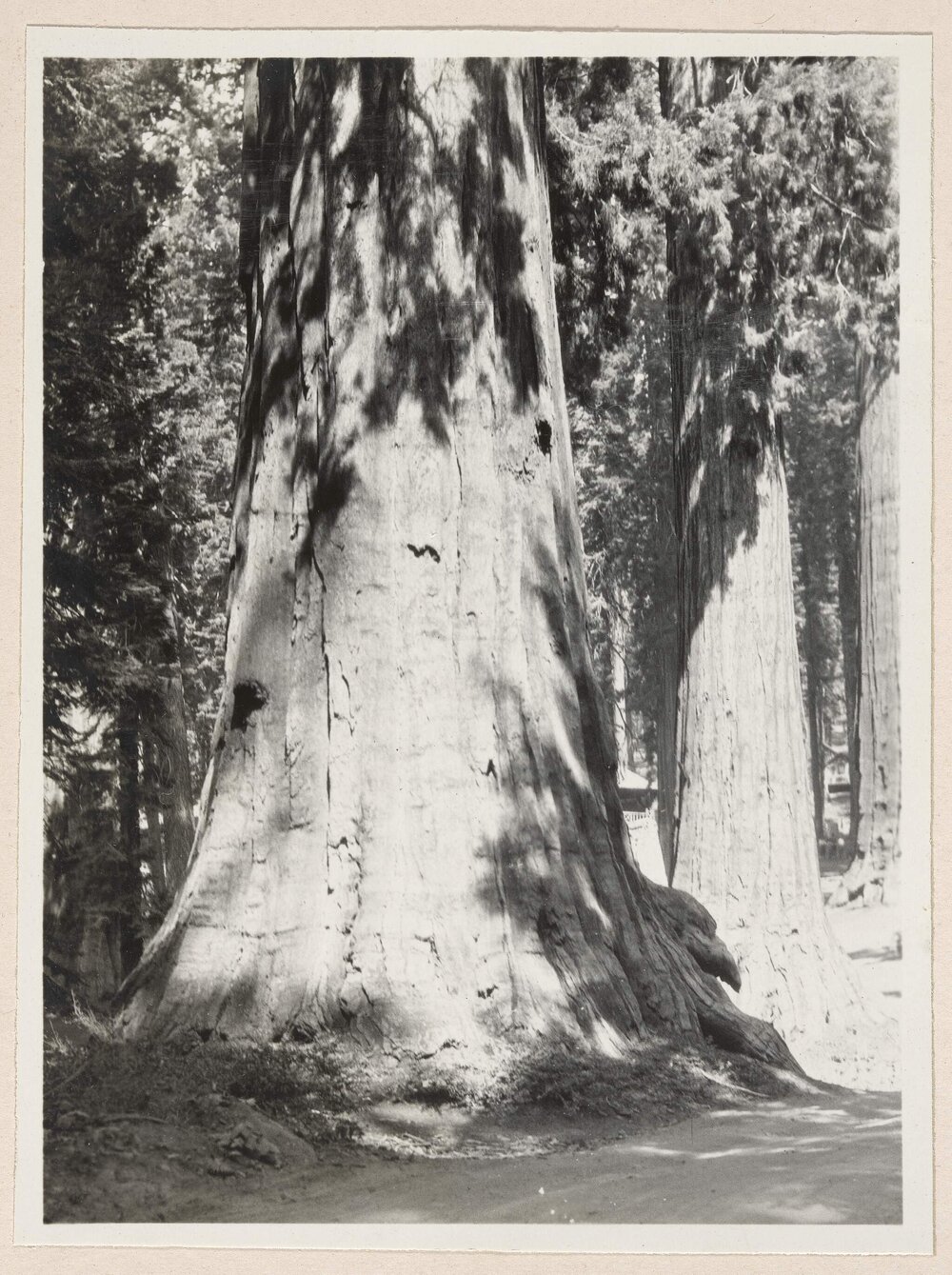 [Tree trunks]