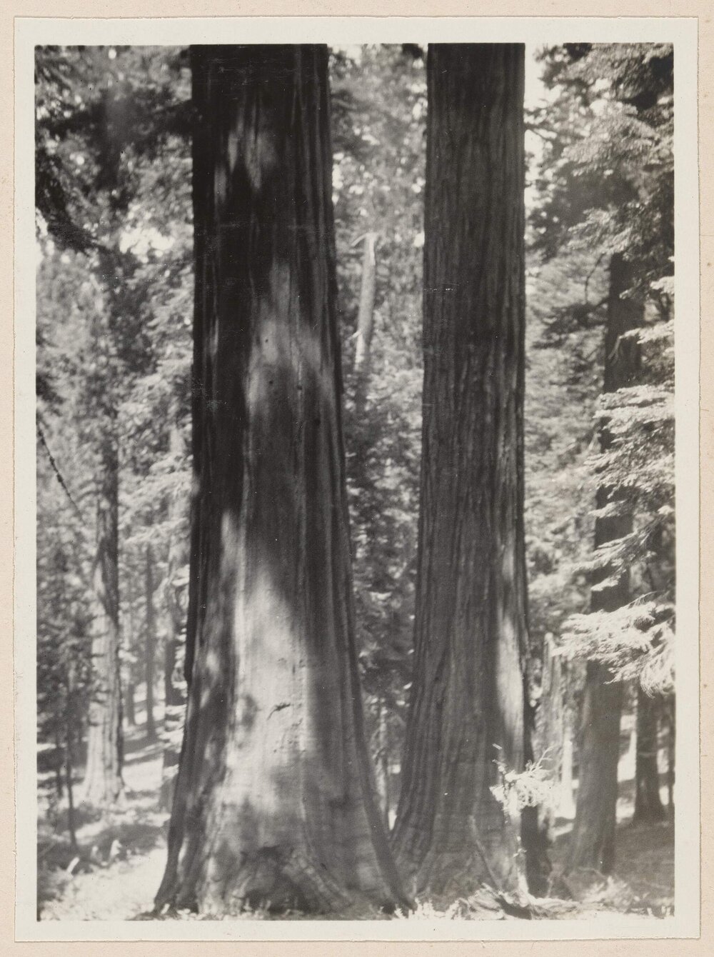 [Two tree trunks]