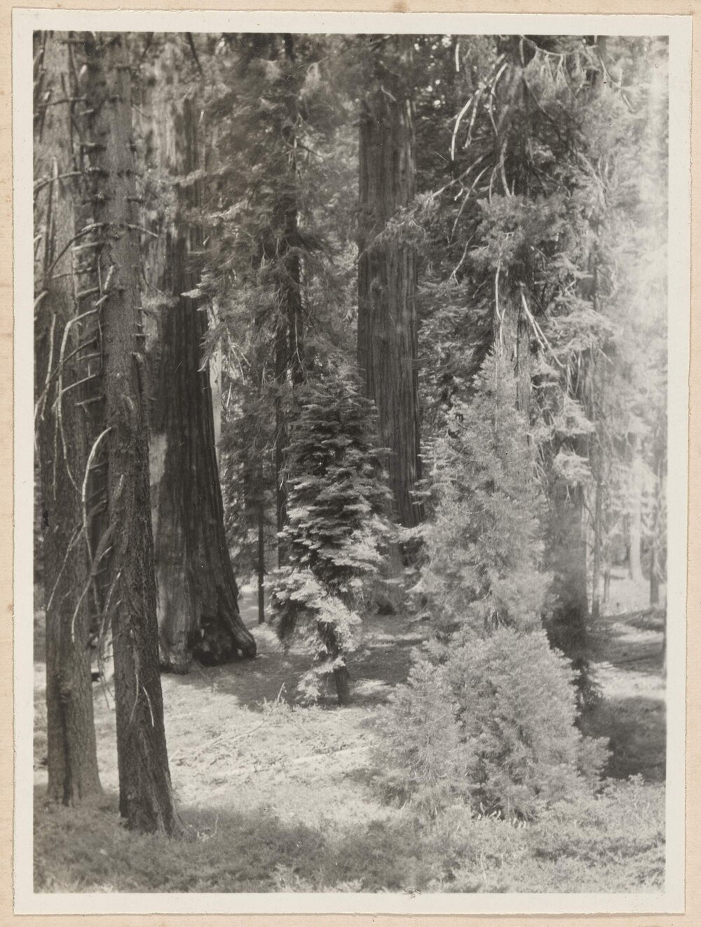 Young Sequoias