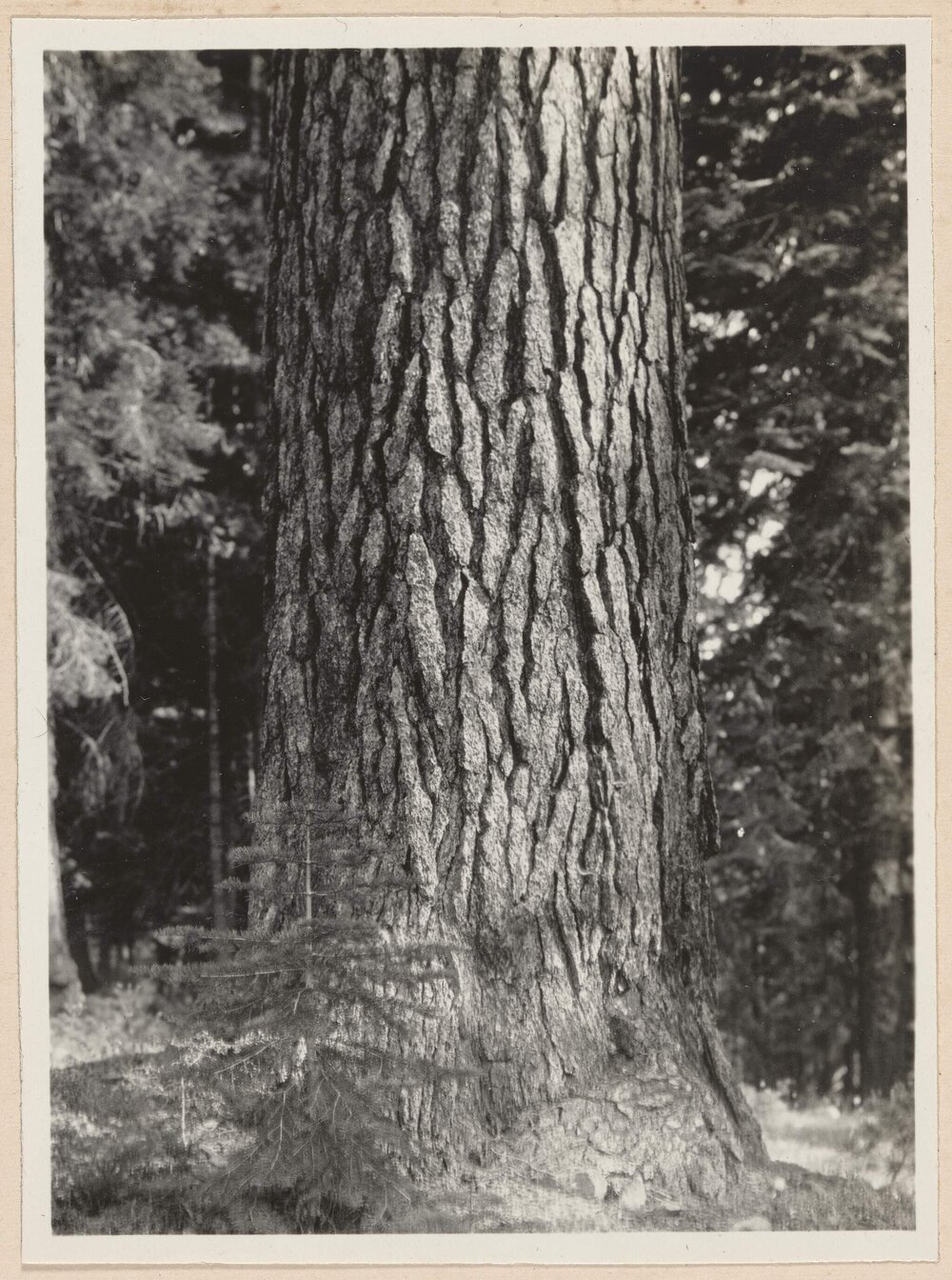 Sugar Pine