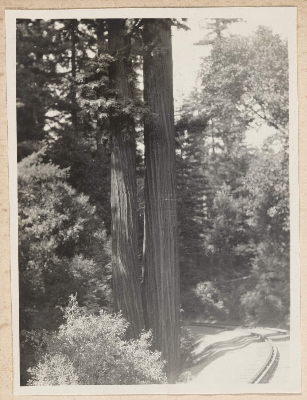Sequoia Semperivens at Santa Cruz