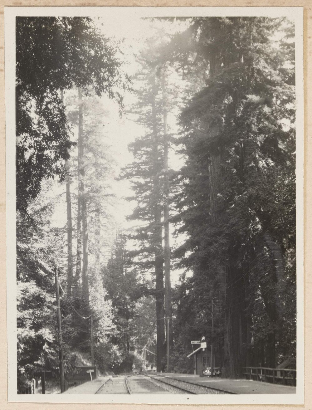 Sequoia Semperivens at Santa Cruz