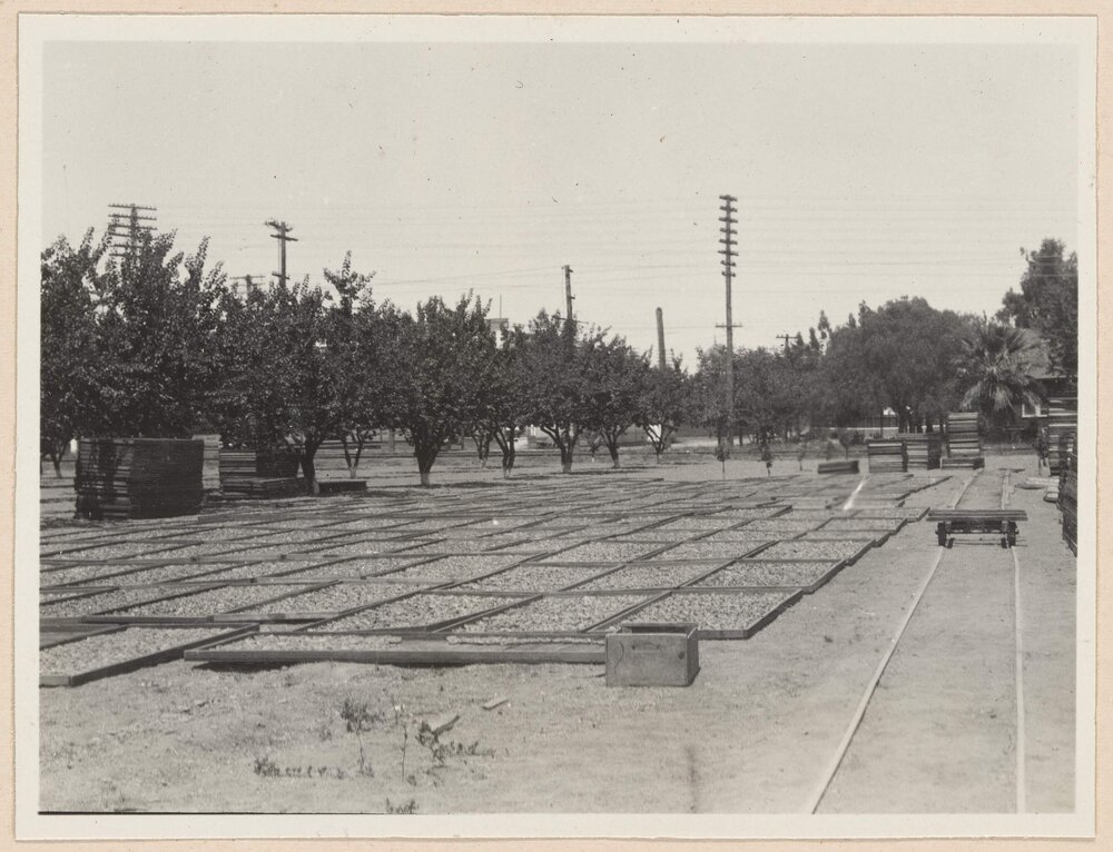 Fruit drying near Los Gatos [California]