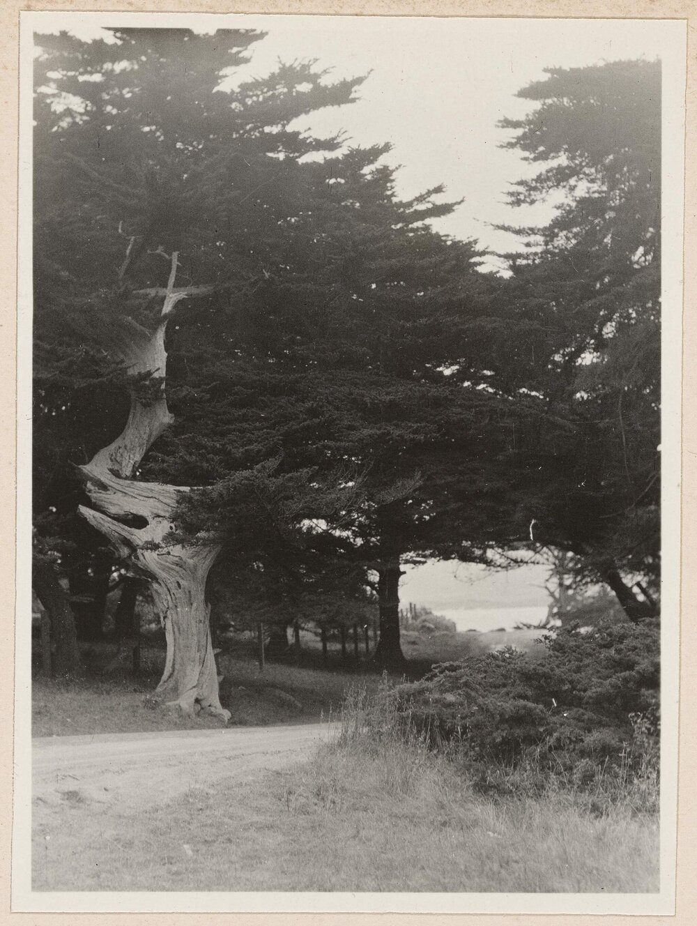 [Monterey Cypress]