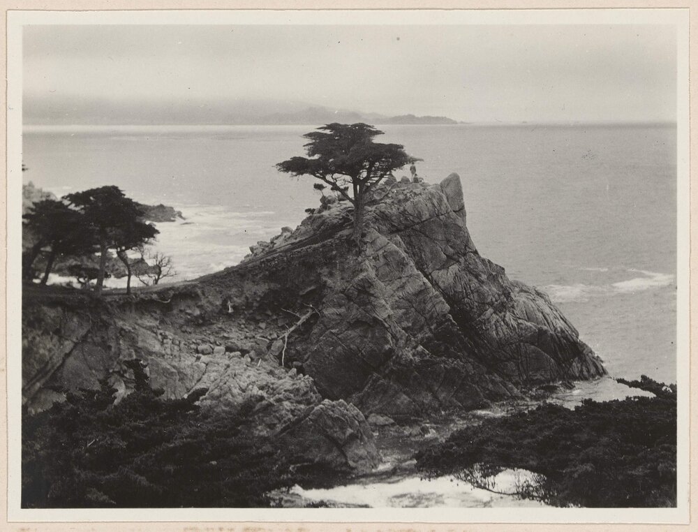 Monterey Cypress