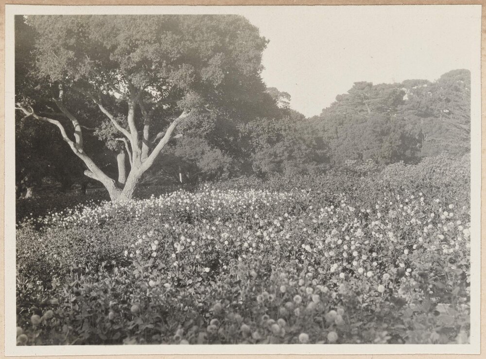 Doolittle's Dahlias - Monterey